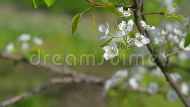 娇嫩的梨树花在模糊的背景上。 春梨花开